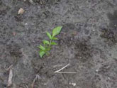 Eine Junge Pflanze wächst aus dem Boden heraus