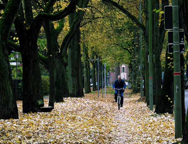 Laub auf den Krefelder Straßen. Foto: Stadt Krefeld