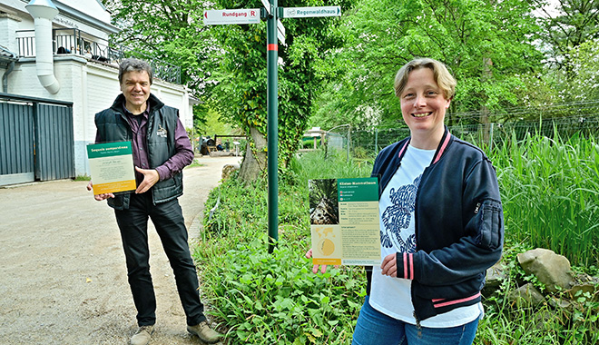 Unmittelbar am Gehege der Servals wird im kommenden Herbst ein Küsten-Mammutbau anlässlich des 100. Geburtstages von Joseph Beuys im Zoo Krefeld gepflanzt. Zoodirektor Dr. Wolfgang Drepßen und Pressesprecherin Petra Schwinn am künftigen Standort. Foto: Stadt Krefeld, Presse und Kommunikation, Andreas Bischof Unmittelbar am Gehege der Servals wird im kommenden Herbst ein Küsten-Mammutbau anlässlich des 100. Geburtstages von Joseph Beuys im Zoo Krefeld gepflanzt. Zoodirektor Dr. Wolfgang Drepßen und Pressesprecherin Petra Schwinn am künftigen Standort. Foto: Stadt Krefeld, Presse und Kommunikation, Andreas Bischof