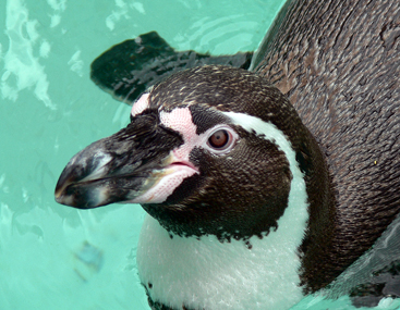 Zoo / Pinguin